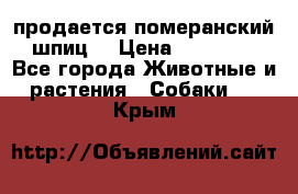 продается померанский шпиц  › Цена ­ 35 000 - Все города Животные и растения » Собаки   . Крым